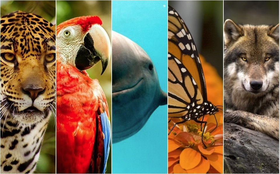 En México, al menos 20 especies en peligro de extinción | Capital 21 |  NOTICIAS