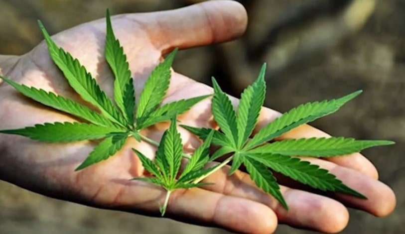 Cámara de Diputados avala en lo general uso lúdico de la marihuana |  NOTICIAS | Capital 21