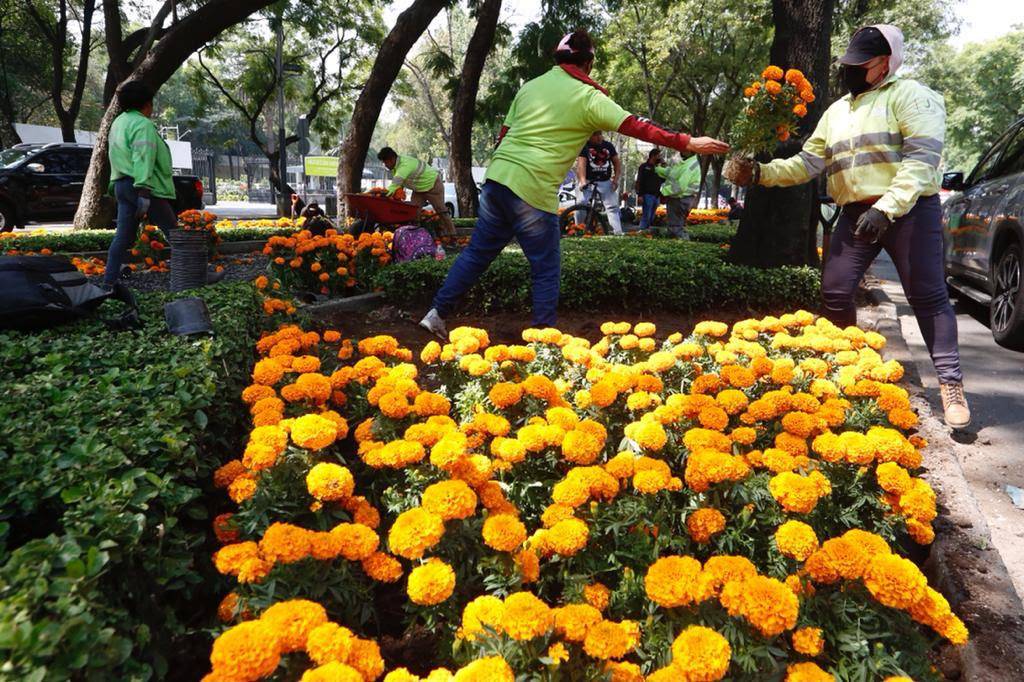210 mil flores de cempasúchil adornan 8 vialidades de la CDMX