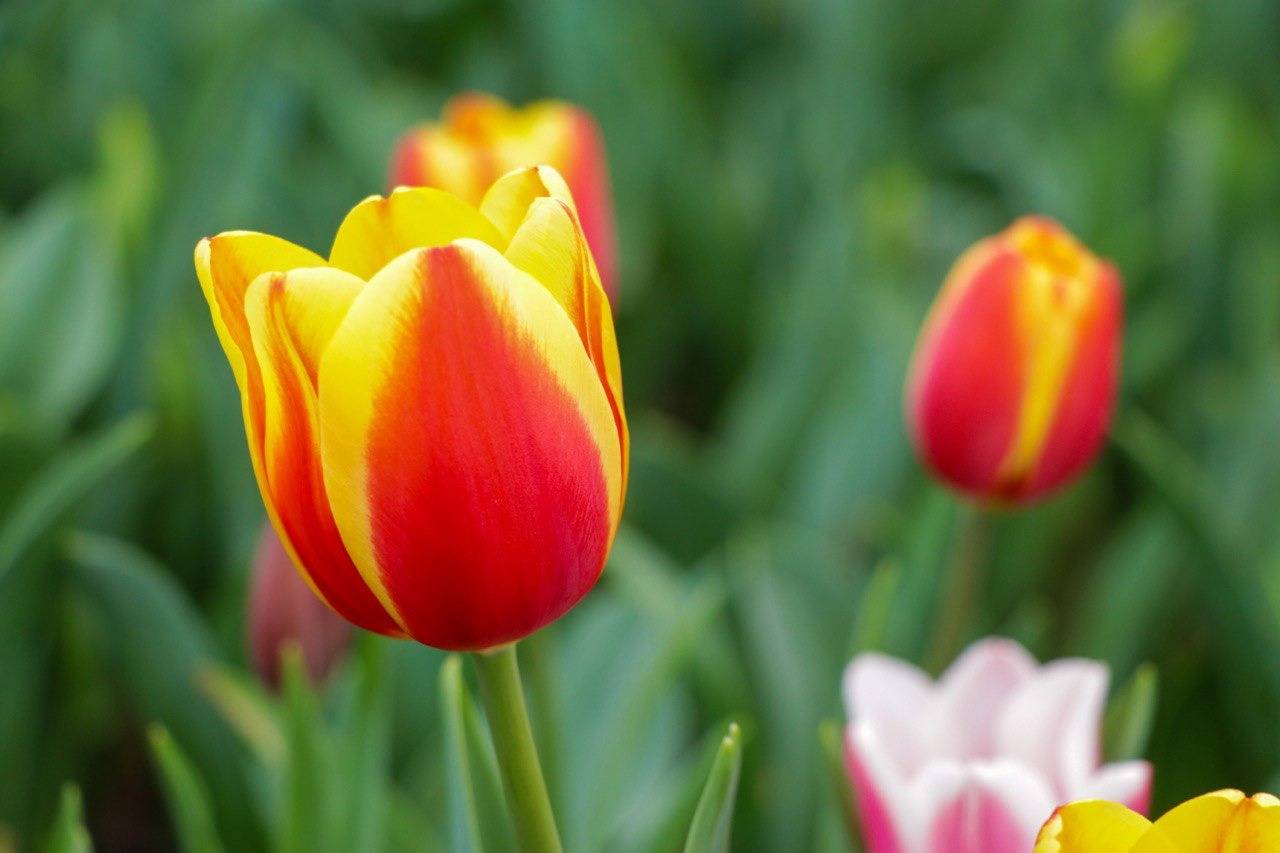 CDMX arranca temporada de tulipanes; floricultores tienen listas 325 mil  macetas | NOTICIAS | Capital 21