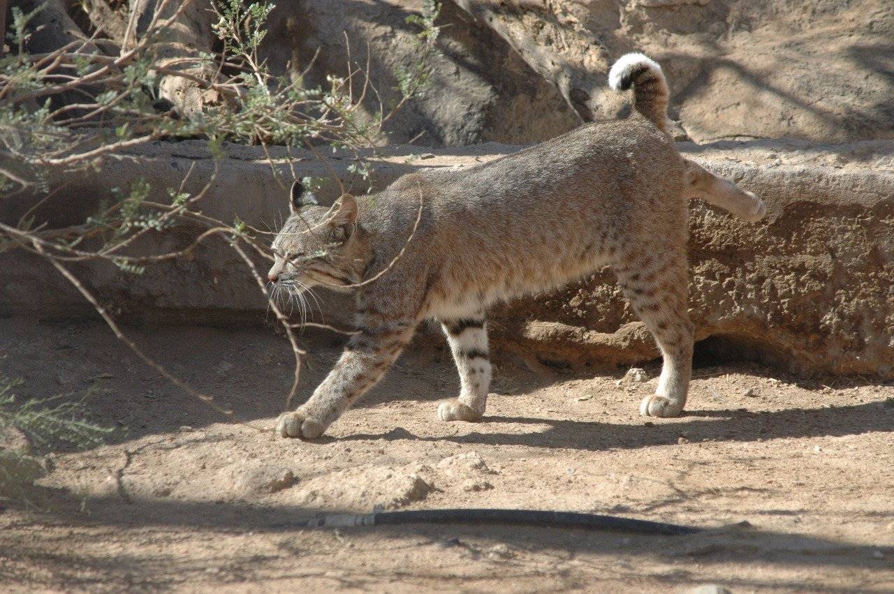 Buena noticia! Aumentan los registros de fauna en el Desierto de los Leones  | NOTICIAS | Capital 21